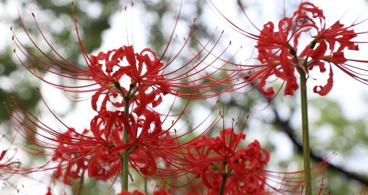 揭秘彼岸花不开花的原因（彼岸花“沉睡”之谜与破解）