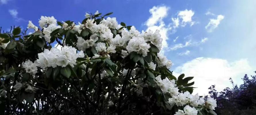 高山杜鹃花栽培技术（打造花园中的精致美景）