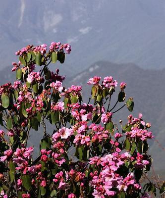 高山杜鹃花栽培技术（打造花园中的精致美景）