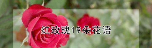 19朵玫瑰花的花语——爱的呼喊（朝思暮想绵绵不绝）