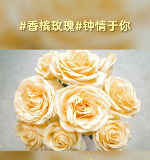 22朵玫瑰花语（一束玫瑰诉说着无尽的情感，用22朵花瓣记录生命的每个瞬间）