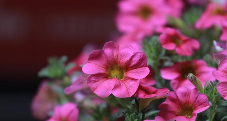 矮牵牛花——花开如诗，芬芳满园（美丽绽放，传递爱的语言）