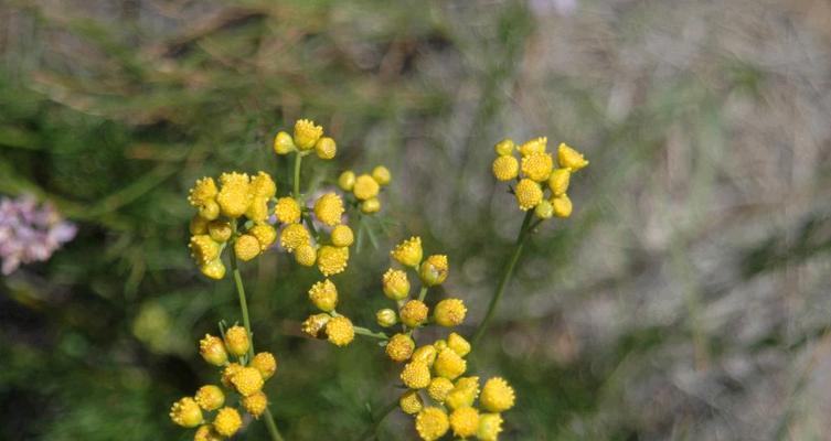 和平之花（传递和平与团结的力量）