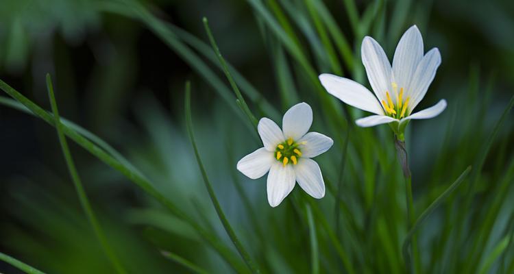 白百合花（探寻白百合花的文化内涵与象征意义）