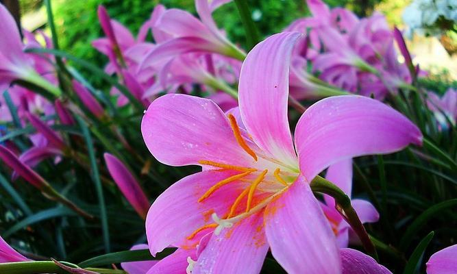 白百合花（揭示白百合花背后的深层寓意）