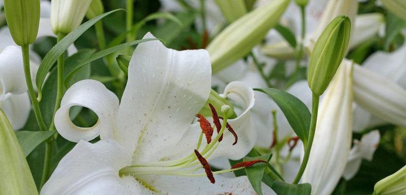 白百合花的寓意与象征（纯洁与守护的代表）