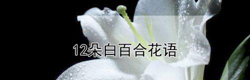 白百合花语与代表意思（花开花落中的纯洁与祝福）