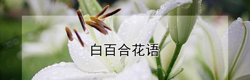 白百合花语（用白百合花语传递纯洁、守护和希望的力量）