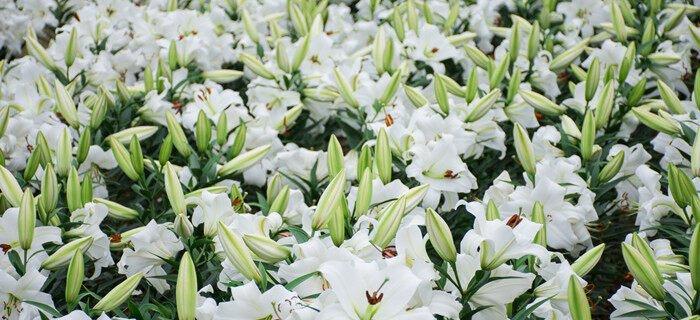 白百合花的寓意与象征意义（美丽纯洁的白百合花，传递出怎样的寓意？）