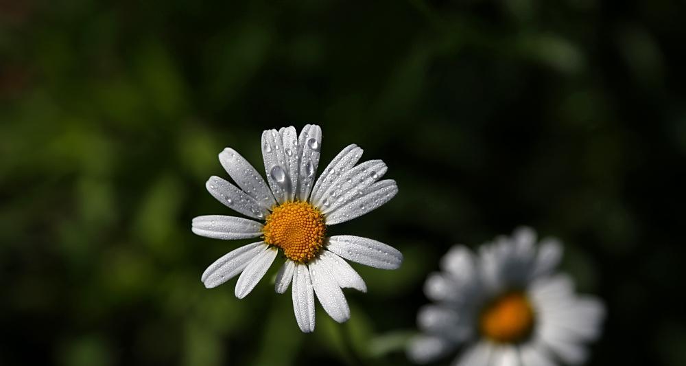 白晶菊花（探索白晶菊花的花语和寓意）