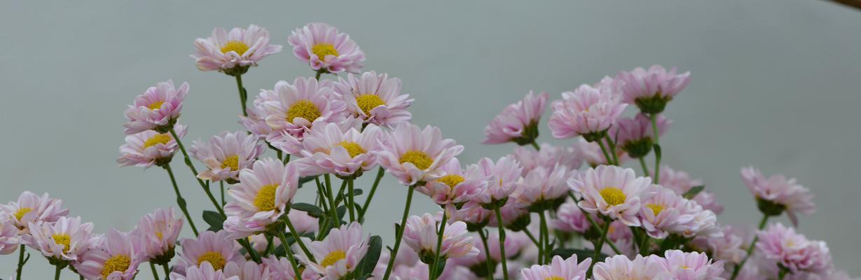 白菊花的花语与寓意（揭开白菊花背后的花语密码，了解其神秘的寓意）