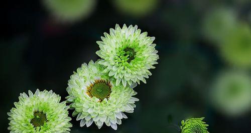 白菊花的寓意与花语（白菊花的纯洁与爱意）