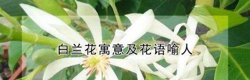 白兰花的花语和象征意义（解读白兰花的花语和象征意义，传达美好的情感和寓意）