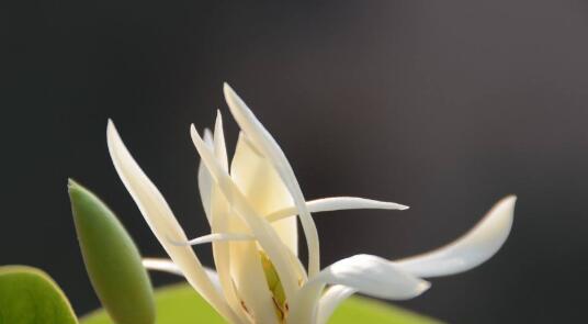 白兰花花语与其象征的美好（恬静雅致，寓意纯洁与祝福的白兰花花语）