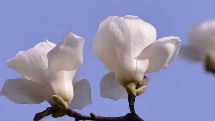 白兰花花语与其象征的美好（恬静雅致，寓意纯洁与祝福的白兰花花语）