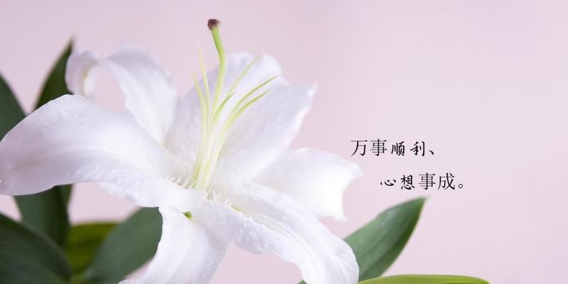 白色百合的花语与美丽含义（纯洁、高尚、永恒——白色百合的情感表达与象征意义）