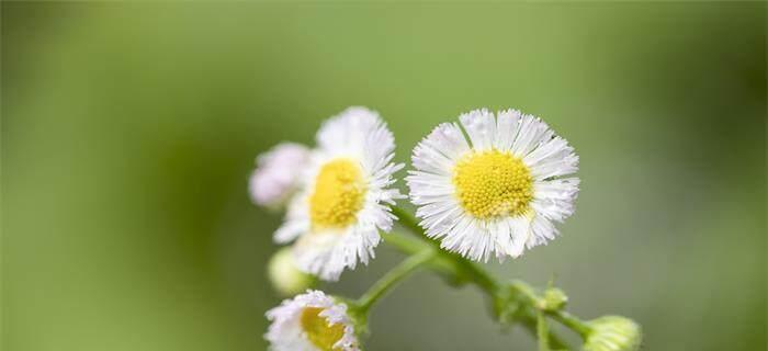 白色雏菊花语的深意——纯洁与爱情的象征（雏菊盛开，传递爱的信息）