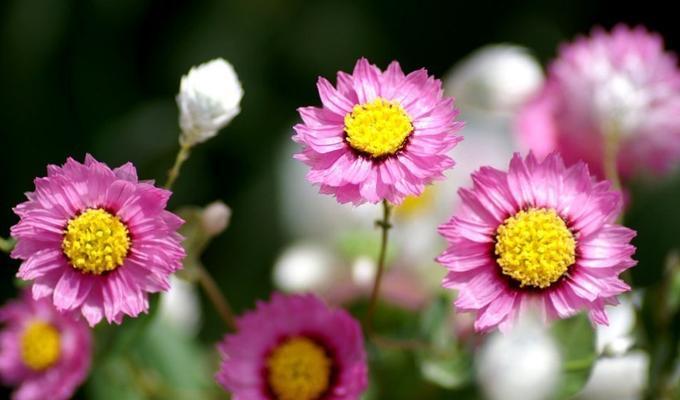 白色翠菊的花语——纯洁与坚韧（翠菊花的花语与寓意，带给我们怎样的启示）