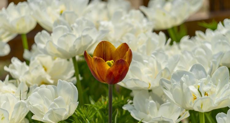 白色郁金香花语——纯洁与无畏的象征（用白色郁金香传递真挚的情感）