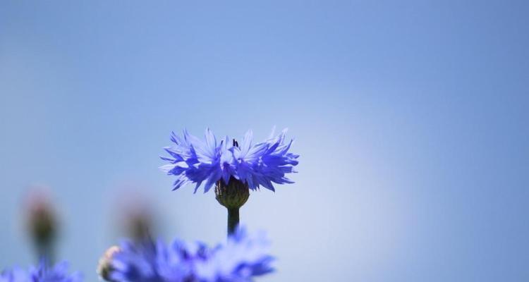 白羊座的守护花——矢车菊的花语（勇往直前的象征，矢车菊花语的启示）