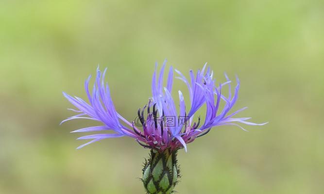 白羊座的守护花——矢车菊的花语（勇往直前的象征，矢车菊花语的启示）