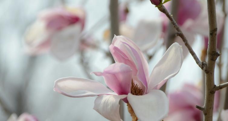 白玉兰的花语与美丽传承（花开如梦，传递永恒的爱）