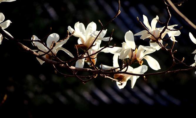 白玉兰的花语与美丽传承（花开如梦，传递永恒的爱）