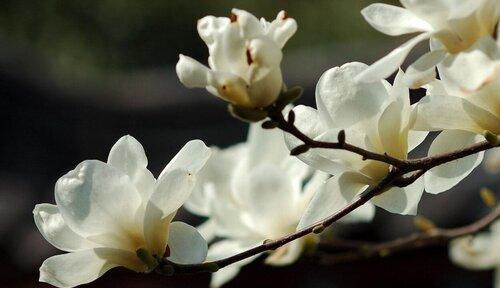 白玉兰花的花语和寓意（探索白玉兰花的美丽寓意与深远花语）