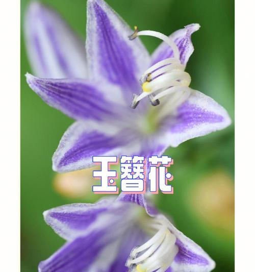 白玉簪的花语（探寻白玉簪的美丽与含义）