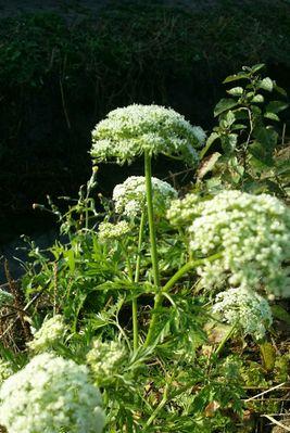 白芷花语（探秘白芷的花语及其深远意义）