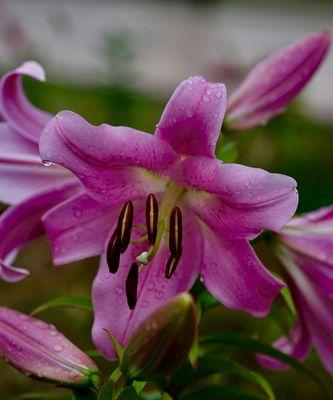 百合花的含义意义与象征（传承千年的花语之谜，了解百合的深层含义）