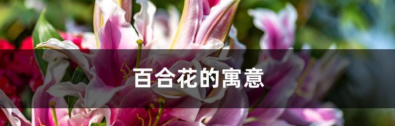 百合花的寓意与花语（探寻百合花的深意，了解花语传递的信息）