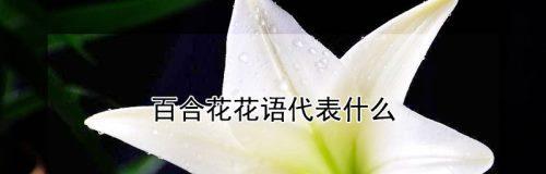 百合花的花语与含义（探寻百合花的象征意义，了解花语的深层内涵）