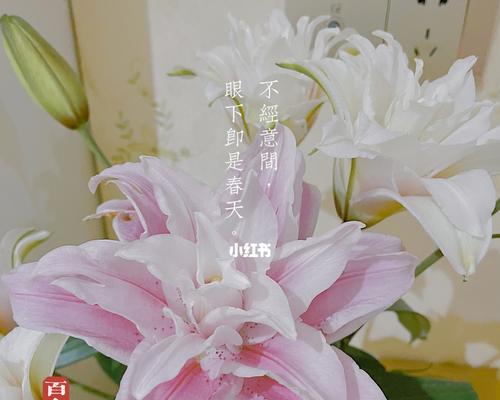 百合花的世界——象征美丽与纯洁的化身（揭开百合背后的意义与象征）