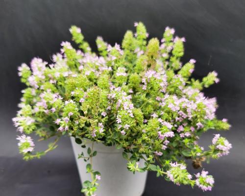 百里香花语的魅力与意义（探索百里香的花语与象征，品味大自然的智慧）