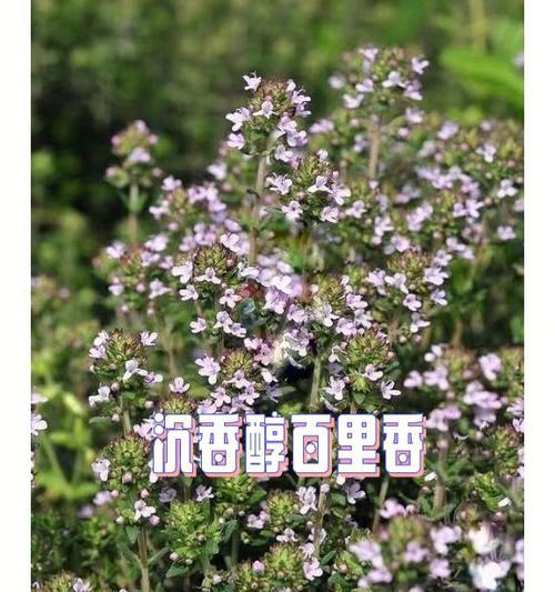 百里香花语的魅力与意义（探索百里香的花语与象征，品味大自然的智慧）