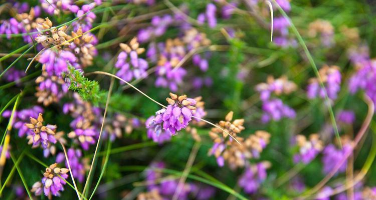 百里香花语（芳香氤氲，传递花的心声）