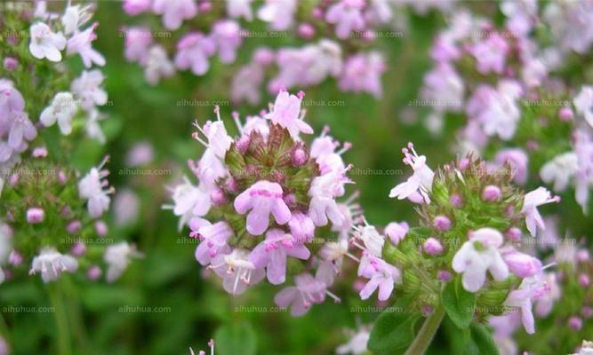 百里香花语（芳香氤氲，传递花的心声）