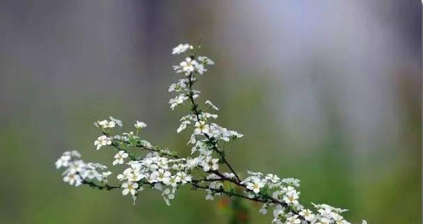 贝壳花（探寻贝壳花的花语及含义，解读它的神秘之美）