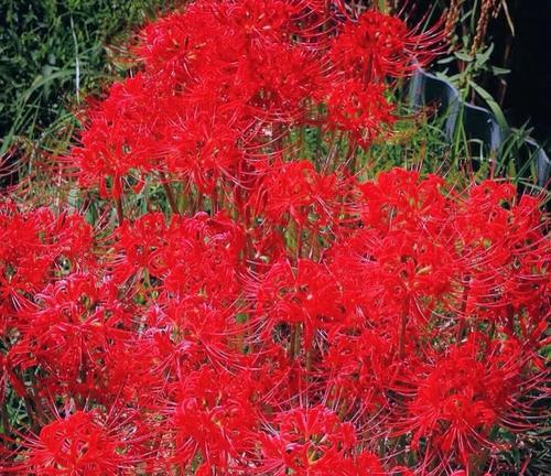 彼岸花（重生与守望，彼岸花的花语和寓意）