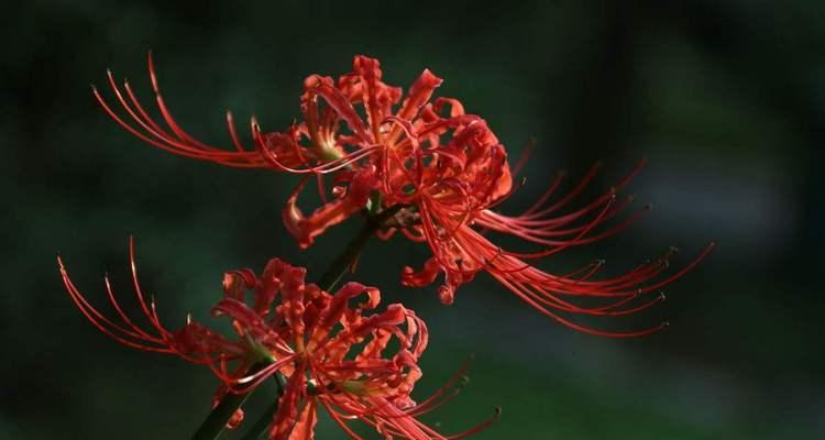 彼岸花的花语与象征意义（探寻彼岸花的花语与象征意义，了解其深刻内涵）