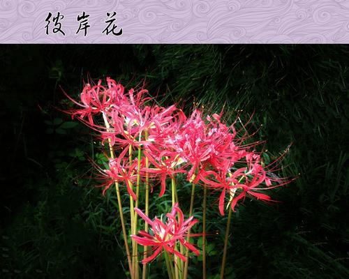 彼岸花的寓意与象征意义（探寻彼岸花的生命之美，感悟生命的坚韧与希望）