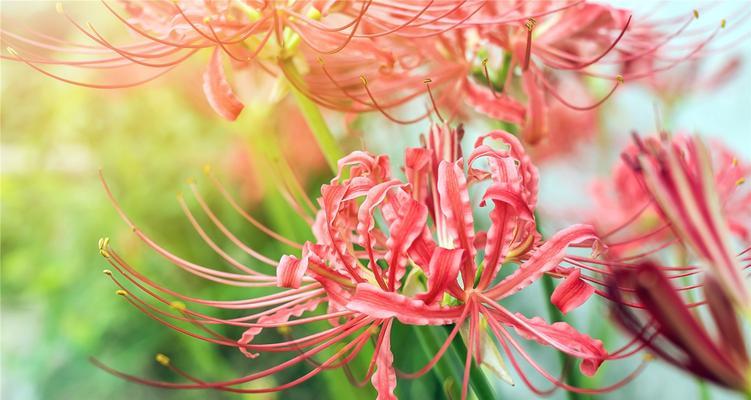 彼岸花的寓意与象征意义（探寻彼岸花的生命之美，感悟生命的坚韧与希望）