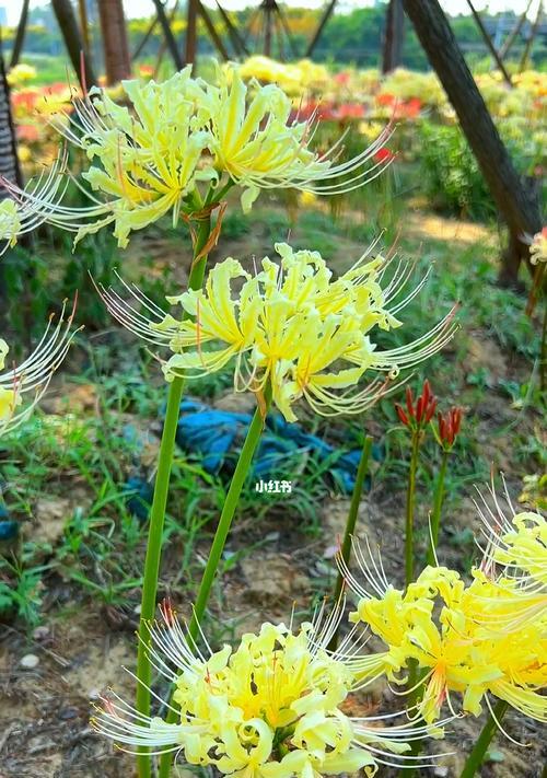 彼岸花的神秘象征与传说（揭秘彼岸花的各种隐含含义）