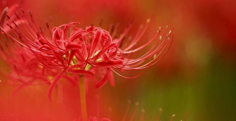 多彩缤纷的彼岸花花语（探索不同颜色彼岸花的寓意与象征）