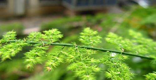 文竹开花了，是好事还是坏事？（了解文竹的生长特点，揭开开花的奥秘）