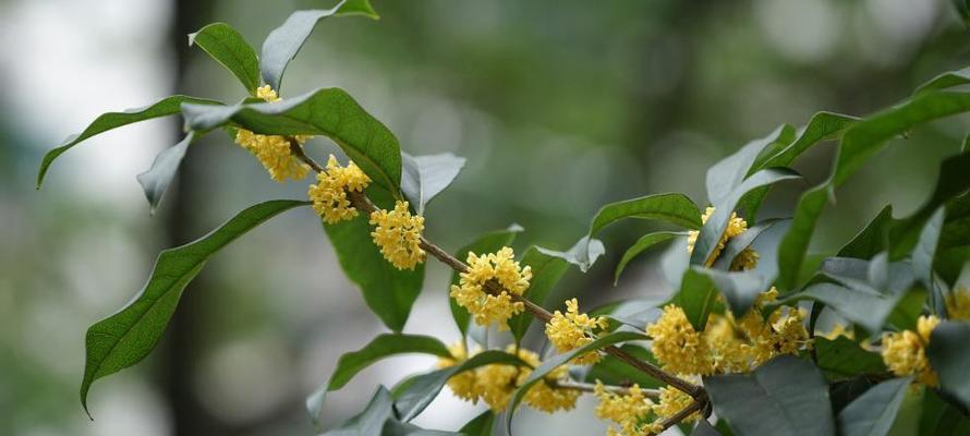 探究桂花的浇水需求（多或少，哪种水量更适合桂花？）