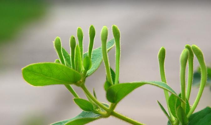 金银花枝条干枯的原因与解决方法（金银花养护技巧，防止枝条干枯）