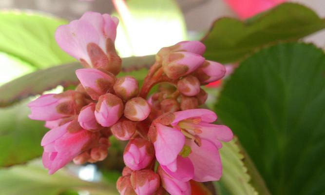 盛开的粉色迎春花（探寻迎春花花海中的粉色美景）