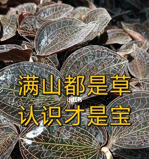 如何种植和管理金线莲（金线莲种植技术和管理小窍门，助您打造丰收花园）